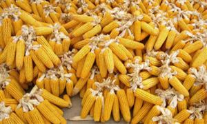 中國仍維持2020-21年玉米進口量預測不變 未來中國玉米市場緊缺嗎