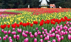花卉產(chǎn)業(yè)園區(qū)市場調(diào)研 2021花卉產(chǎn)業(yè)園區(qū)行業(yè)的市場現(xiàn)狀和發(fā)展前景趨勢分析
