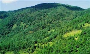 “十三五”期間西藏完成造林近600萬畝 2023年西藏將完成營造林2000萬株