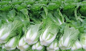 甘肅崆峒區(qū)種植蔬菜面積達八百畝 2020年蔬菜種植將形成育種新機制