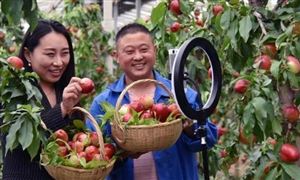 2020農(nóng)村網(wǎng)絡(luò)零售額達(dá)1.79萬億元 中國電子商務(wù)市場規(guī)模持續(xù)引領(lǐng)全球
