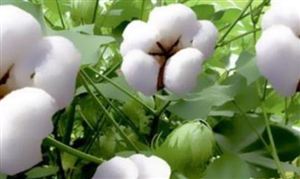 2021棉花行業(yè)發(fā)展現(xiàn)狀及投資前景風(fēng)險(xiǎn)預(yù)測