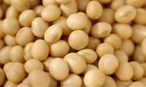 美國大豆壓榨量再創(chuàng)紀錄 預計2020-21銷售庫存將達到1.2億蒲式耳