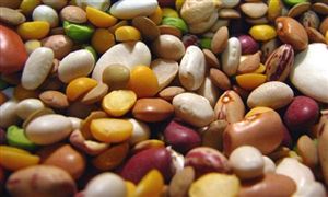 USDA預(yù)計(jì)美國將種植有史以來最大面積的大豆、玉米 2021豆類種植產(chǎn)業(yè)將加速發(fā)展