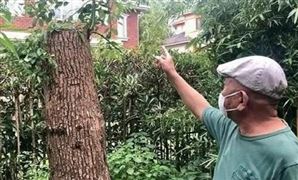 修自己的樹(shù)被罰14萬(wàn)是什么情況？當(dāng)事人有話(huà)說(shuō) 城市綠化建設(shè)行業(yè)管理現(xiàn)狀分析