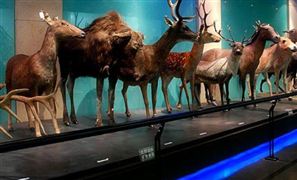 受周邊疫情影響 國家動物博物館閉館 博物館旅游市場需求分析