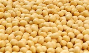 上半年我國大豆企業(yè)注冊量同比增長43% 非轉基因大豆油行業(yè)趨勢分析