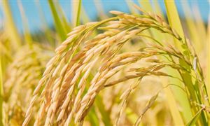 全球糧食大宗商品價(jià)格止跌反彈 2021糧食行業(yè)競(jìng)爭(zhēng)格局分析