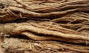 中國當歸行業(yè)現(xiàn)狀及發(fā)展前景分析