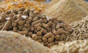 飼料價格為何持續(xù)上漲 玉米每噸上漲400元 飼料市場現(xiàn)狀分析