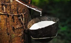 天氣因素提振天然橡膠市場 2021天然橡膠行業(yè)現(xiàn)狀