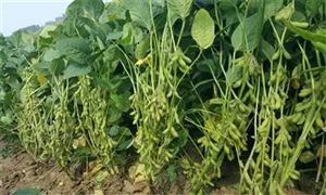 大豆種植行業(yè)發(fā)展如何 預(yù)計大豆種植面積分析