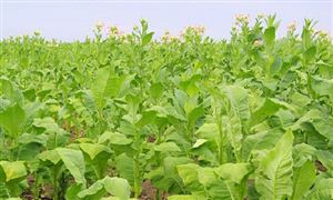 澳門煙草行業(yè)市場(chǎng)發(fā)展現(xiàn)狀及前景分析