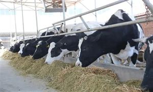 2022年奶牛飼料行業(yè)現(xiàn)狀及市場價(jià)格行情分析
