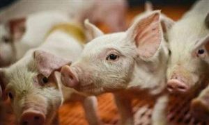 牲豬飼料市場需求前景如何 牲豬飼料行業(yè)產量規(guī)模預測2022