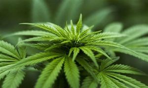 工業(yè)大麻行業(yè)分析 技術(shù)創(chuàng)新持續(xù)加強(qiáng)為工業(yè)大麻發(fā)展提供源動(dòng)力