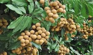 龍眼種植前景分析 2022年龍眼市場行情及現(xiàn)狀分析