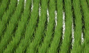 水稻種植行業(yè)市場價格 水稻種植行業(yè)產(chǎn)量分析