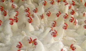 中國(guó)肉雞養(yǎng)殖行業(yè)現(xiàn)狀及發(fā)展前景分析
