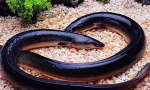 2022年鰻魚(yú)行業(yè)現(xiàn)狀及發(fā)展前景分析