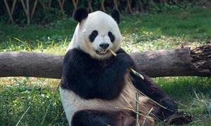 動物園行業(yè)發(fā)展空間及市場發(fā)展方向分析