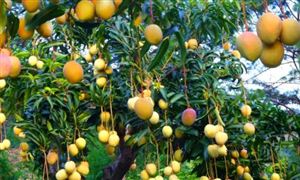 高原特色農(nóng)業(yè)產(chǎn)值規(guī)模預(yù)測 2022高原特色農(nóng)業(yè)發(fā)展前景展望