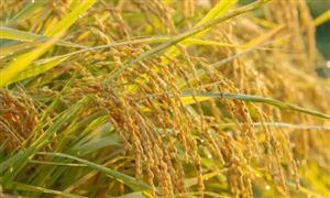 2022糯稻種植現(xiàn)狀及糯稻價(jià)格影響因素分析