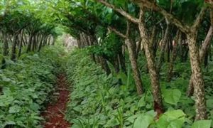 種植魔芋前景如何？魔芋種植現(xiàn)狀及價(jià)格分析