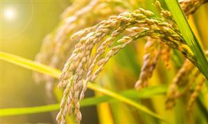 印度突然宣布禁止小麥出口 世界對糧食危機的普遍擔(dān)憂