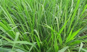 牧草行業(yè)現(xiàn)狀分析 牧草市場(chǎng)發(fā)展前景