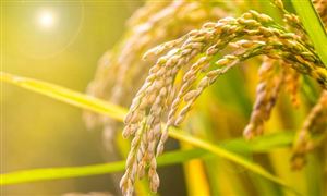 今年夏糧最低收購價全面提高 糧食物流市場現(xiàn)狀2022