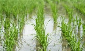 水稻種植市場分析 水稻行業(yè)產(chǎn)業(yè)鏈分析