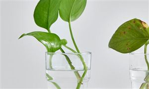 除甲醛行業(yè)市場(chǎng)經(jīng)濟(jì)潛力如何?除甲醛行業(yè)市場(chǎng)前景分析