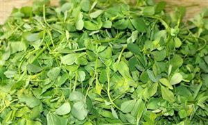 苜蓿草行業(yè)市場(chǎng)調(diào)研 苜蓿草行業(yè)前景展望