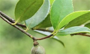 木本油料產(chǎn)業(yè)發(fā)展現(xiàn)狀與前景分析2022