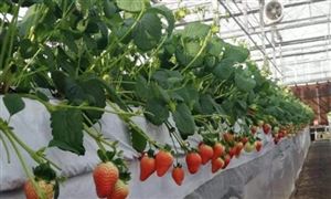 2022年草莓栽培行業(yè)發(fā)展前景及市場趨勢分析