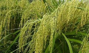2022年糯稻種植行業(yè)現(xiàn)狀及發(fā)展前景分析