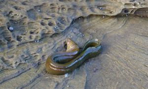 2022年鰻魚(yú)飼料行業(yè)現(xiàn)狀及發(fā)展前景分析