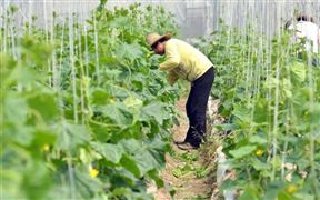 2022中國(guó)生物農(nóng)藥產(chǎn)業(yè)政策支持與市場(chǎng)前景調(diào)研