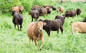2022中國(guó)飼料添加劑行業(yè)市場(chǎng)規(guī)模與發(fā)展趨勢(shì)