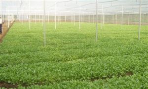 中國生物農業(yè)行業(yè)市場規(guī)劃及未來潛力預測