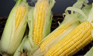 7月份玉米進口154萬噸  2022玉米市場投資前景分析