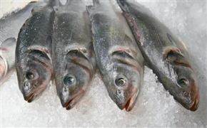 去年我國水產(chǎn)品總產(chǎn)量達(dá)6690萬噸 2022中國水產(chǎn)品行業(yè)消費(fèi)需求與趨勢研究