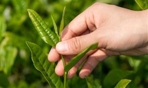 茶葉提取物行業(yè)市場需求 茶葉提取物行業(yè)市場投資前景預(yù)測