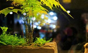 盆景行業(yè)前景怎么樣 2022盆景市場全景調(diào)研分析