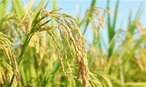 發(fā)改委：全年糧食產量有望保持穩(wěn)定 全球糧食供應鏈安全遇前所未有挑戰(zhàn)