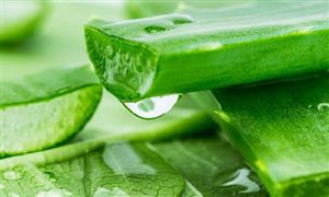 植物提取物市場(chǎng)消費(fèi)現(xiàn)狀 植物提取物市場(chǎng)規(guī)模預(yù)測(cè)