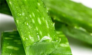 植物提取物行業(yè)市場分析2022