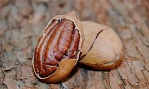 碧根果有利于提升農(nóng)產(chǎn)品附加值 種植碧根果利潤有多少?