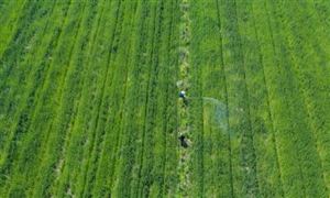 水稻種植市場如何 2022水稻種植行業(yè)發(fā)展前景及分布情況分析